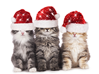 Joyeux Noel 2021